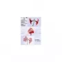 Olympia 9178 pouch per plastificazione A6, 125 micron, trasparente, 100 pz